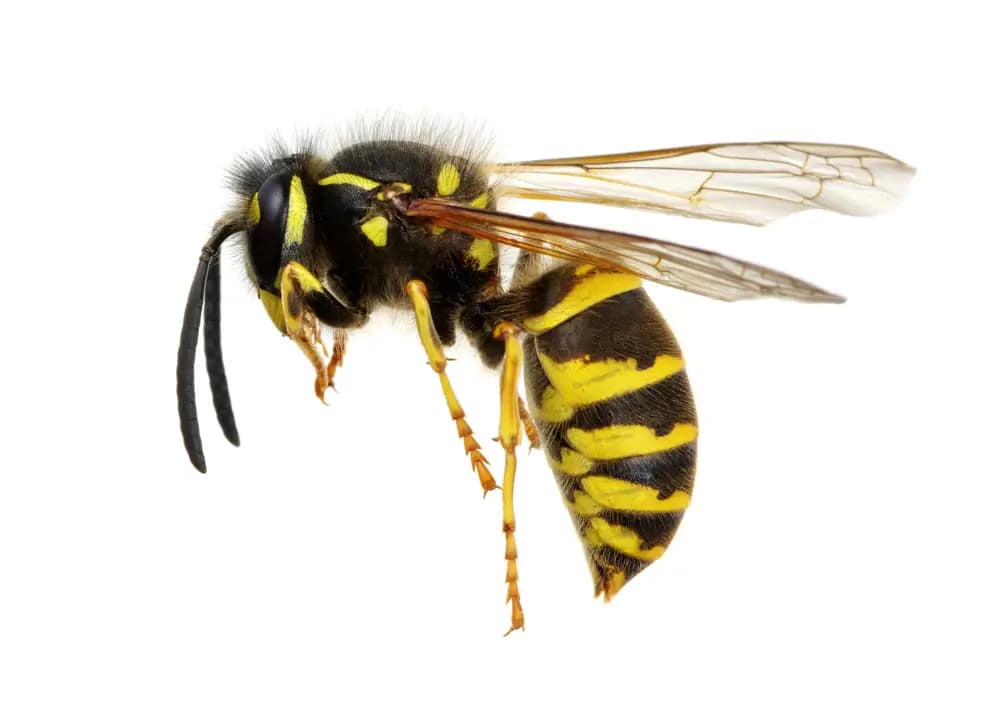Wasp Pest Control Melbourne