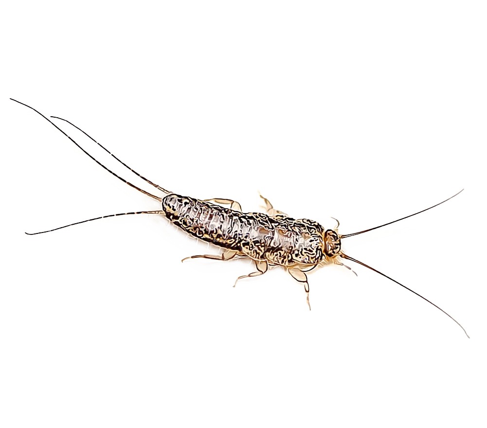 Silverfish Control
