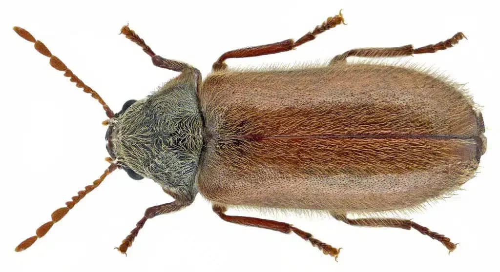 Borer Control