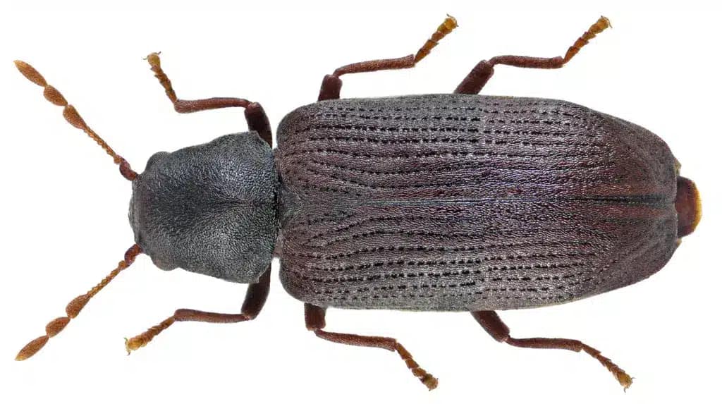 Hilux-Anobium-borer