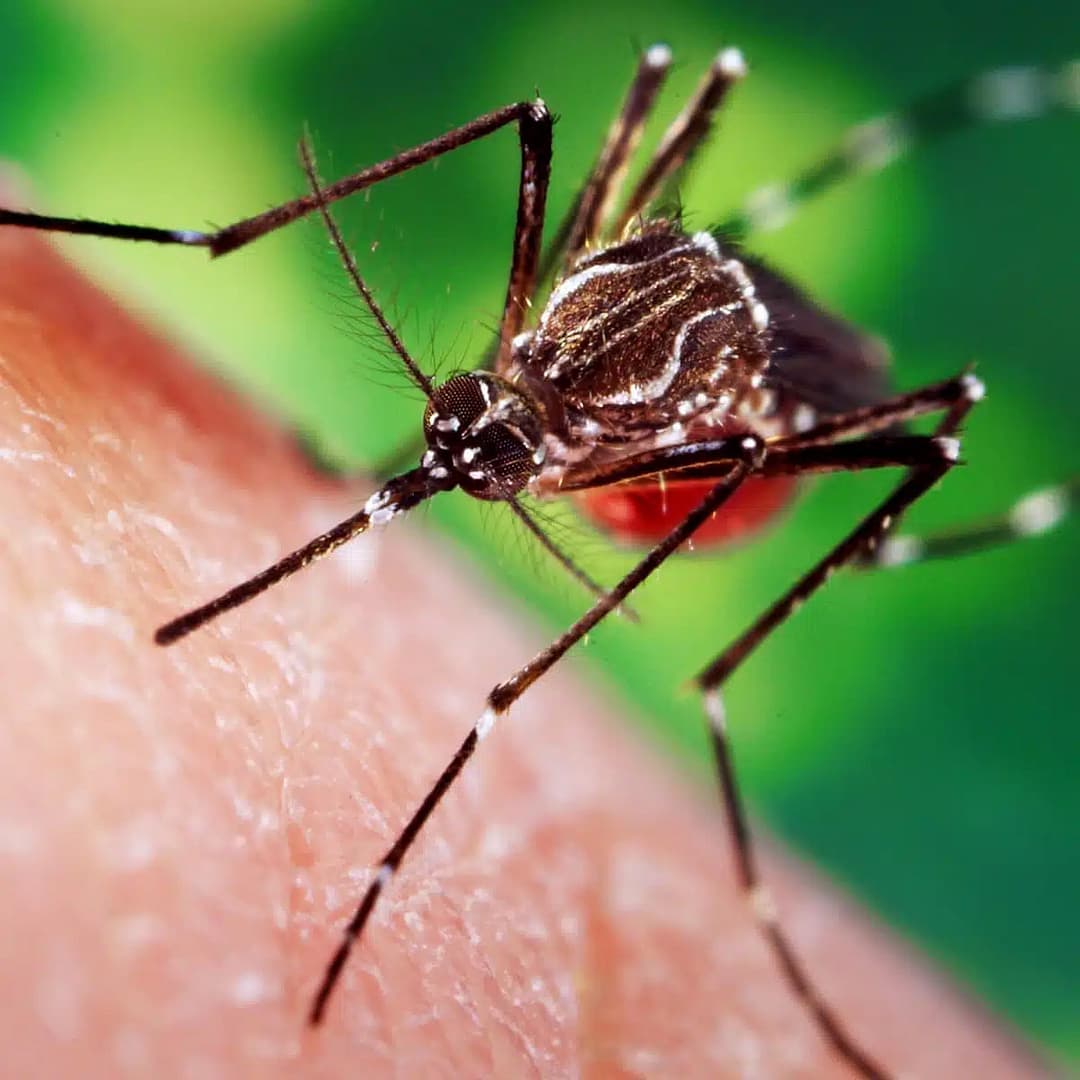 mosquito-infestation-melbourne