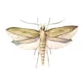 Angoumois-grain-moth Angoumois-grain-moth