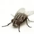 Hilux-House-Fly house-fly-control-melbourne