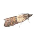 Hilux-Indian-Meal-Moth indian-meal-moth-hilux