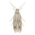 Hilux-Tinea-pellionella tinea-pellionella-hilux