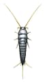 Silverfish-Lepisma-saccharina-Illustration-Hallvard-Elven-digital-colour silverfish treatment melbourne