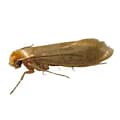 webbing-clothes-moth-insects-limited-hilux moth-insect-control-melbourne