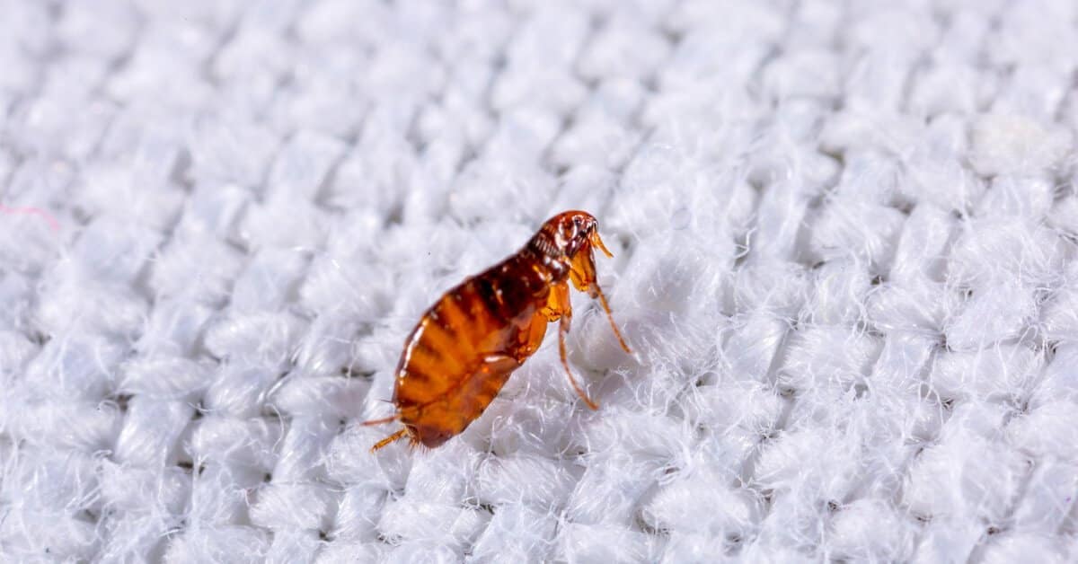 Flea Control