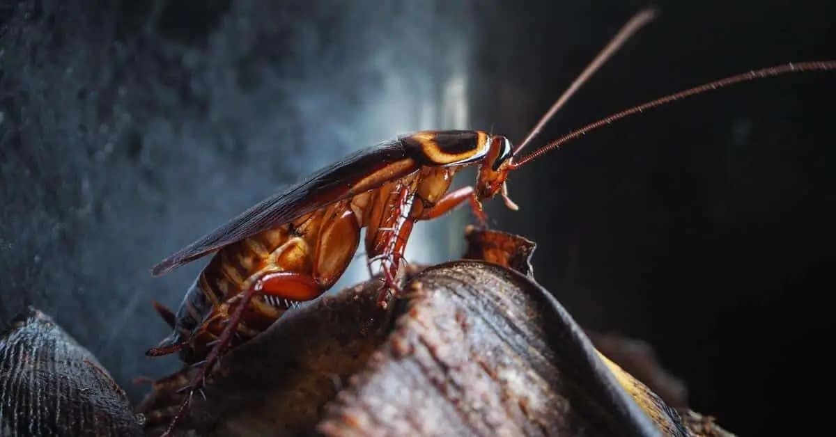 COCKROACH PEST CONTROL MELBOURNE
