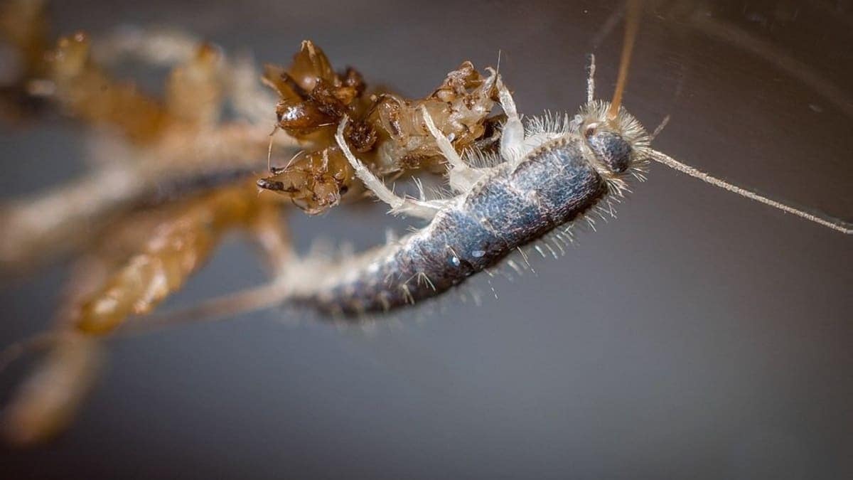 silverfish control