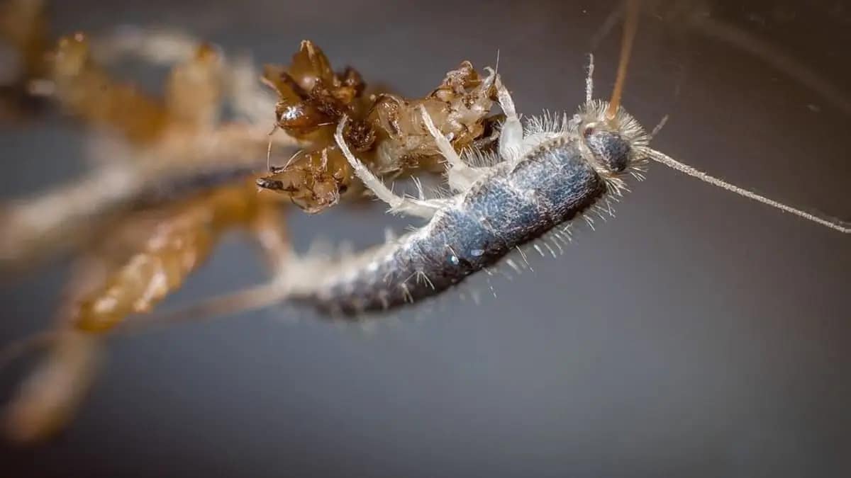 silverfish control