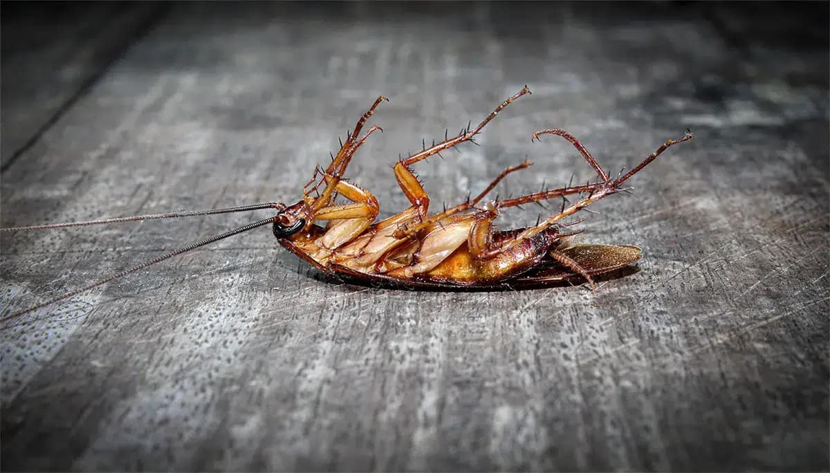 10 Thing to Do If You See Signs of Pest Infestation in Your House