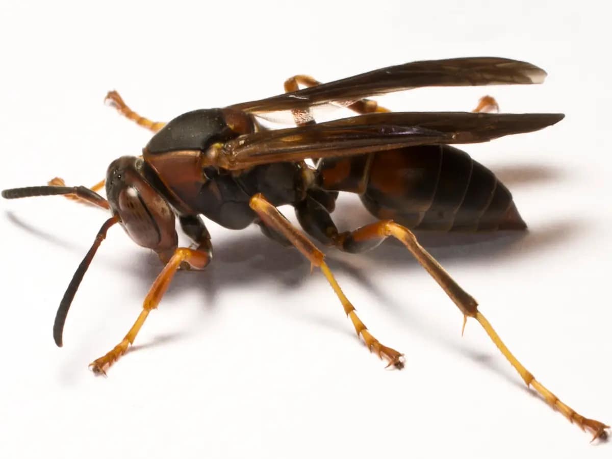 paper wasp
