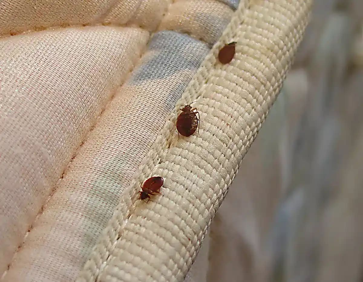 Pest Control Mitcham