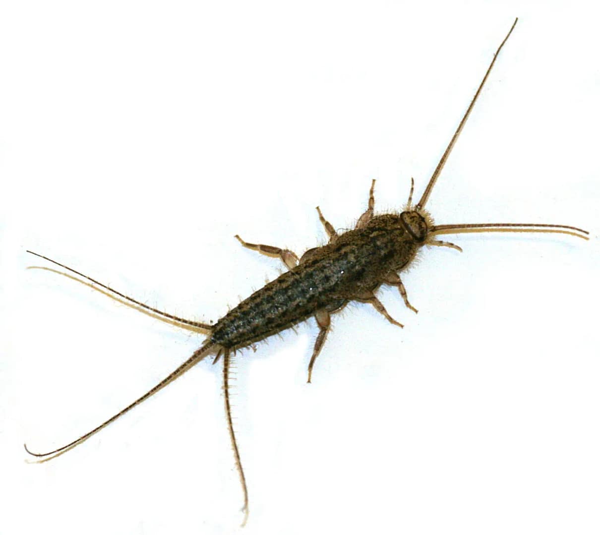 silverfish treatment
