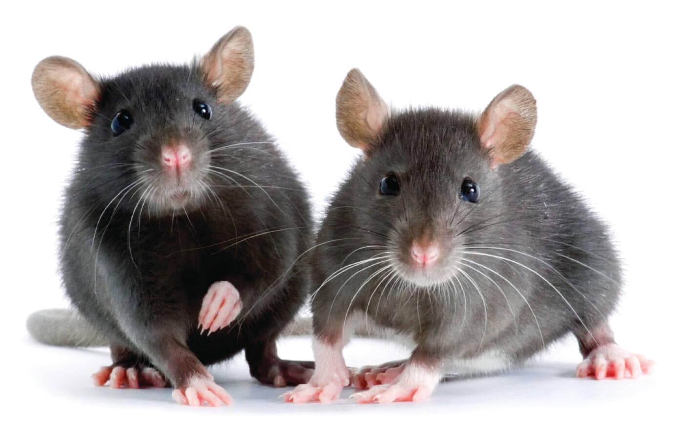 Protecting Your Family Against Diseases Carried by Mice and Rats