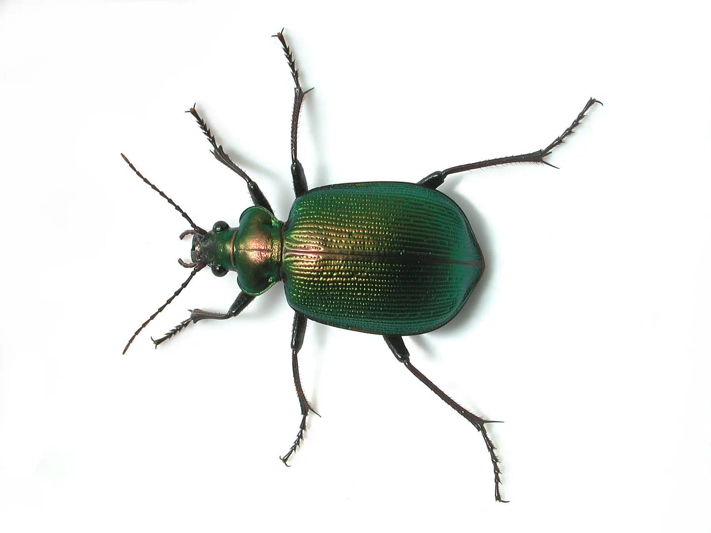 hilux-eupoeciles-australasiae