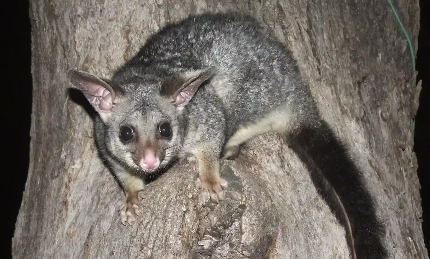 Pest Control Thomastown