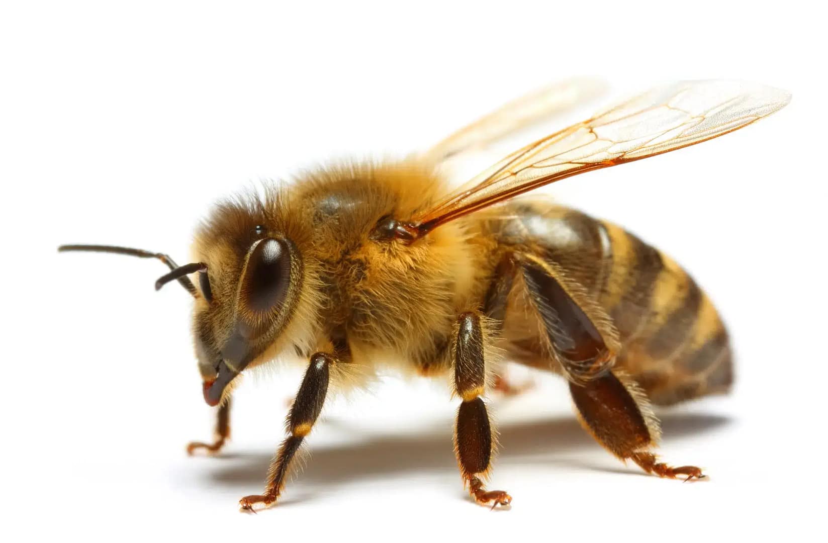 Wasp Pest Control Melbourne
