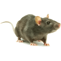 norway rat