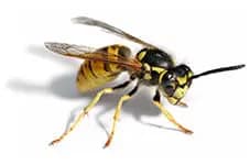 European wasps