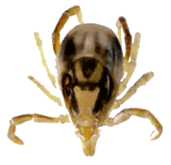 bird-mite-control-melbourne