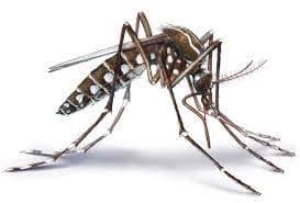 Mosquito Control services