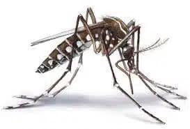 mosquito-pest-control