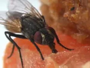Fly-Control