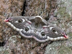 Moth-Control