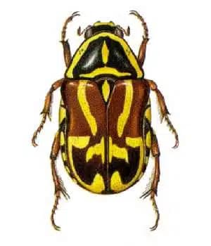 beetal-pest-control-melbourne