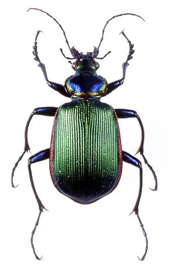 beetal-pest-control-services