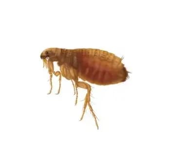 human-flea-control-melbourne