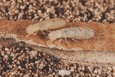 dry wood termites