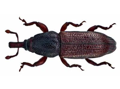hilux-Wood-Weevil