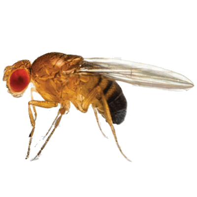 Fruit Fly