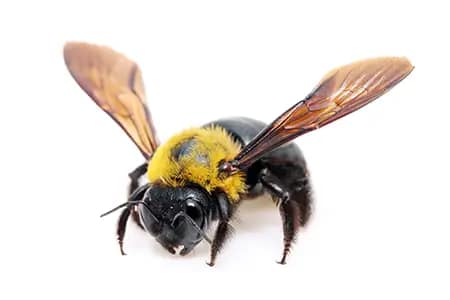 Wasp Pest Control Melbourne