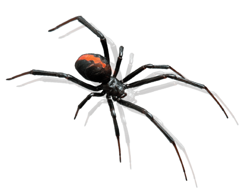 Redback spider