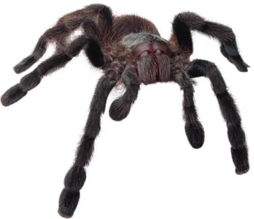 Types-of-spider-Mouse-Spiders