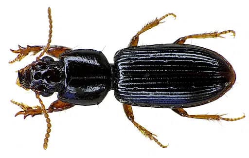 australian-wood-Borer-removal-melbourne