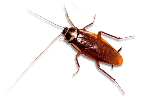 wood-cockroach-removal-melbourne