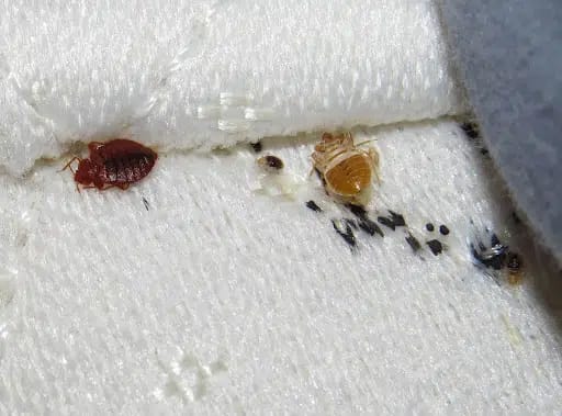 bed-bug-infestation