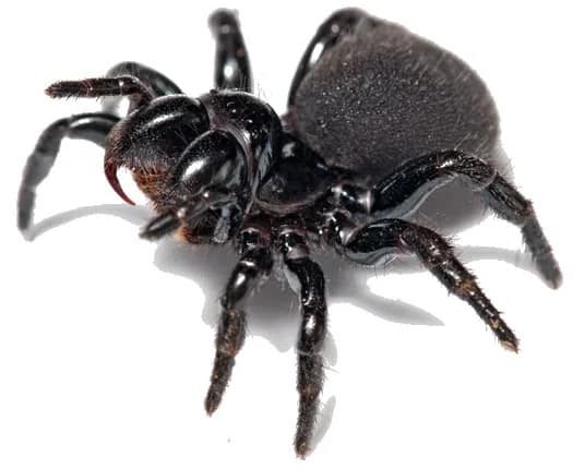 spider-removal