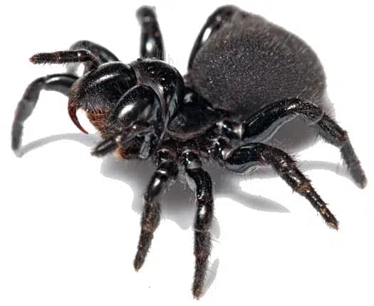 Spider Pest Control