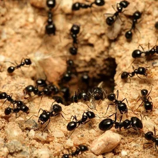hilux-ant-control