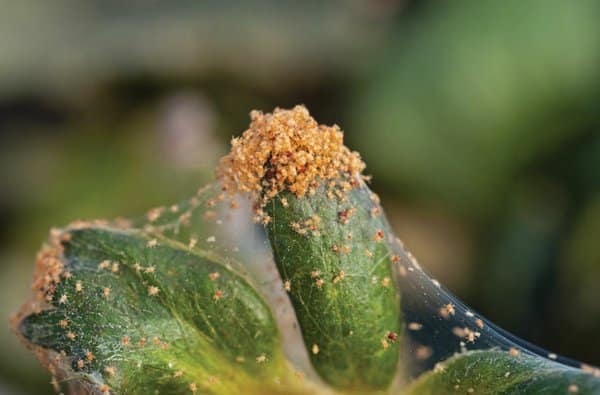 Mites control services