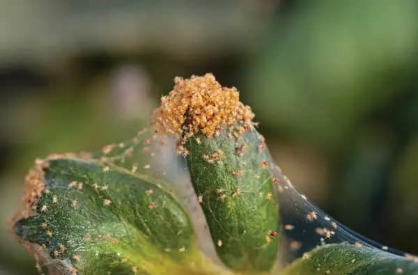 Mites control services