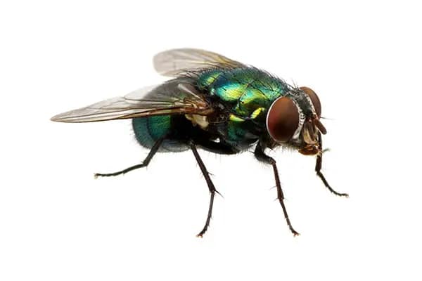 fly treatment