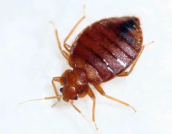 lease-fumigation