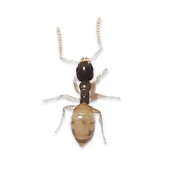 ghost ant